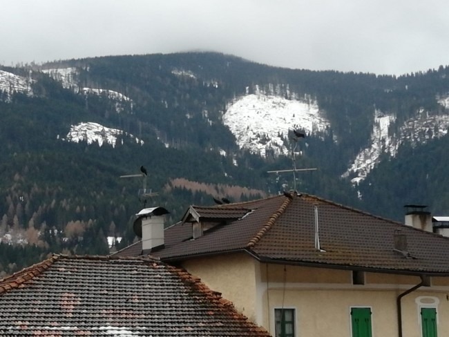 Cinque esemplari fotografati a Panchià (Val di Fiemme, TN), foto di Antonella Boscolo